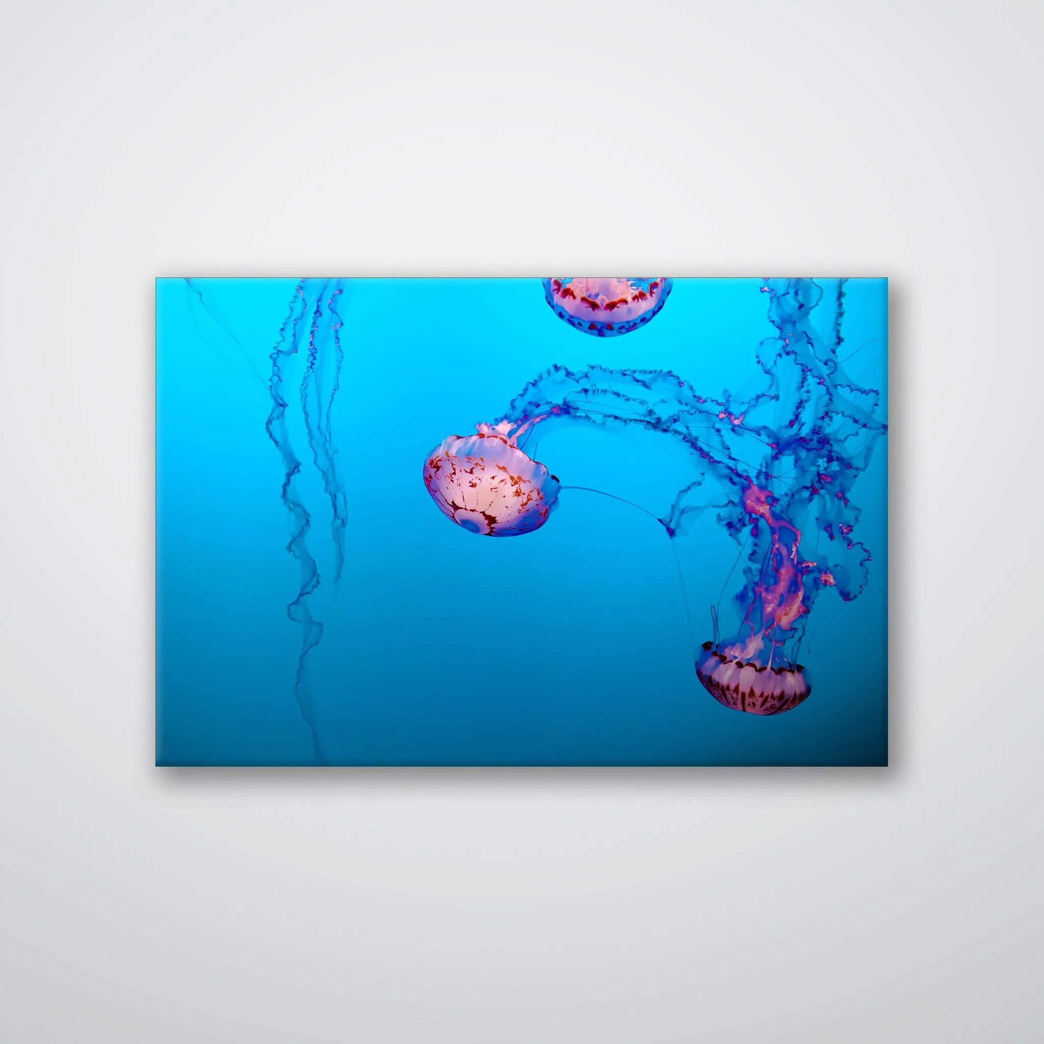 Jellyfish - Print